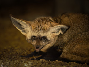 Ze zoo na Jindřichohradecku utekli dva psi ušatí