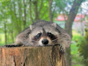 Táborská zoo získala mývala, na jehož chov má jako jediná v ČR výjimku