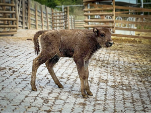 Táborská zoo slaví narození dalšího zubra, jméno pro nejmladší samici můžete navrhnout i vy