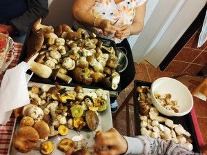 Houbaři mají pré, jihočeské lesy jsou poseté hřiby. Po krátké návštěvě lesa jich domů přinesou i víc než sto