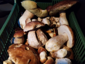 Houbaři mají pré, jihočeské lesy jsou poseté hřiby. Po krátké návštěvě lesa jich domů přinesou i víc než sto