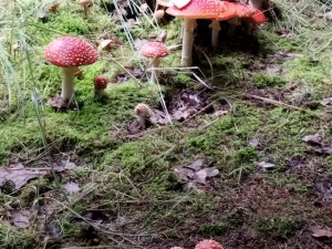 Houbaři mají pré, jihočeské lesy jsou poseté hřiby. Po krátké návštěvě lesa jich domů přinesou i víc než sto