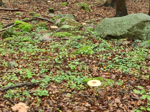 Houbaři mají pré, jihočeské lesy jsou poseté hřiby. Po krátké návštěvě lesa jich domů přinesou i víc než sto