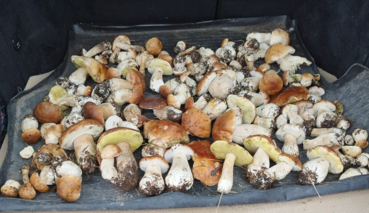 Houbaři mají pré, jihočeské lesy jsou poseté hřiby. Po krátké návštěvě lesa jich domů přinesou i víc než sto