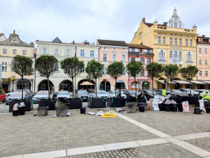 Na náměstí v Českých Budějovicích přibylo dalších devět stromů, časem je doplní i nové lavičky.