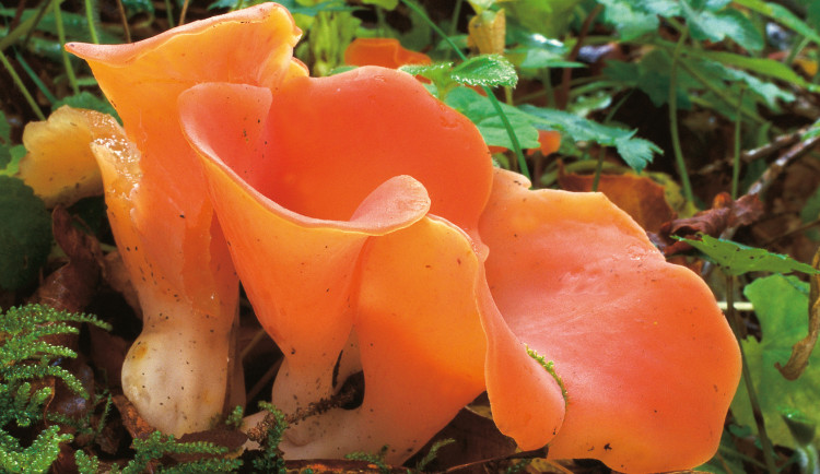 Jihočeské muzeum zve na podzimní výstavu hub