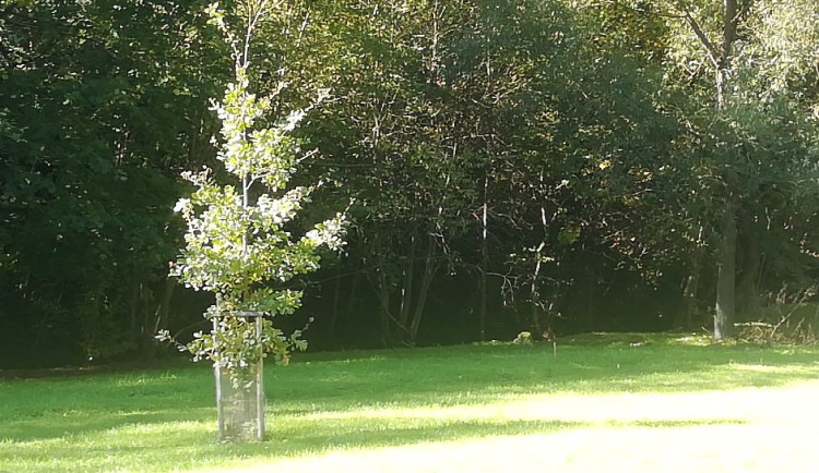 Dva památeční duby vysadili na počest Žižky v táborském Tisemnickém údolí.