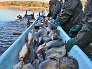 Začíná sezona výlovů. U Munického rybníku na Hluboké zazní hudba a bude vařit šéfkuchař
