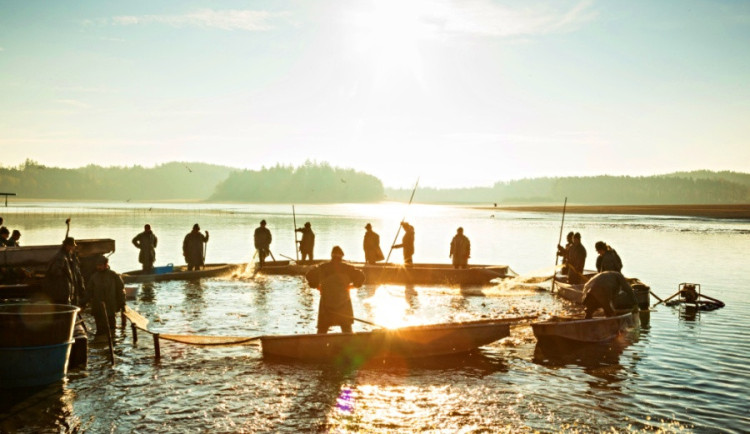 Začíná sezona výlovů. U Munického rybníku na Hluboké zazní hudba a bude vařit šéfkuchař