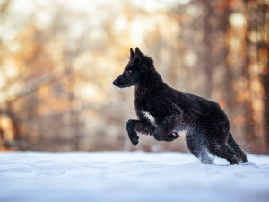 Jablonecká fotografka Denisa Zbranková Albaniová uspěla v prestižní soutěži. Nikdy nemáte jistotu, že vaše plány vyjdou, říká o focení zvířat