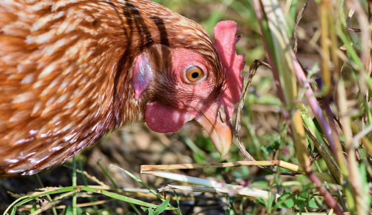 Veterináři potvrdili dvě nová ohniska ptačí chřipky, v chovech je asi 90 ptáků