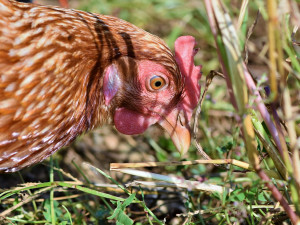 Veterináři potvrdili dvě nová ohniska ptačí chřipky, v chovech je asi 90 ptáků