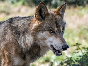 Šumavský národní park povolil na svém území řízený odstřel problémových vlků