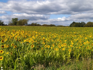 Místní akční skupina Blatensko podporuje rozvoj území ve všech 32 obcích od Radomyšle až po Březí