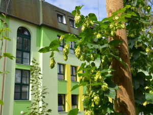 SOŠ ekologická a potravinářská ve Veselí nad Lužnicí je střední škola, která má nadregionální dosah a velmi zajímavé obory. Zve na Den otevřených dveří