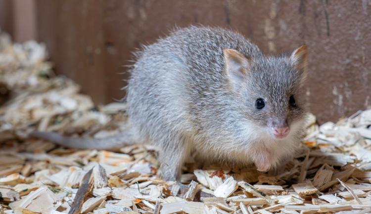 V olomoucké zoo se narodilo první mládě klokánka rudohnědého. Malá samička se má k světu