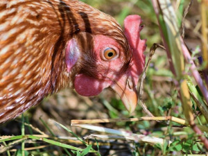 Chovateli v Nových Homolích zemřelo najednou šest slepic, následné šetření potvrdilo ptačí chřipku