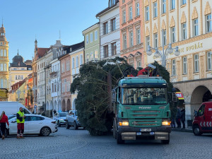 Náměstí Přemysla Otakara II. zdobí od soboty vánoční strom. Do Budějc ho přivezli z Neznašova
