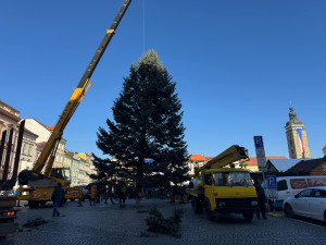 FOTO: Náměstí Přemysla Otakara II. zdobí od soboty vánoční strom. Do Budějc ho přivezli z Neznašova