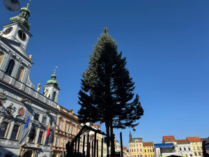 Náměstí Přemysla Otakara II. zdobí od soboty vánoční strom. Do Budějc ho přivezli z Neznašova