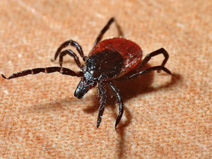 Počet případů nemocí přenášených klíšťaty na jihu Čech stál roste