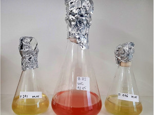 Baňky s řasou Rhodomonas_Helena_Henriques_Vieira