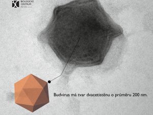 Budvirus dvacetistěn_b