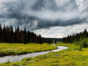 Skladba šumavských lesů se mění, přibývá například jedle, ukázal průzkum