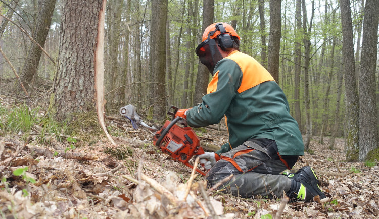 Vědci vyřezali dutiny do stromů, aby vytvořili místa pro ohrožené živočichy