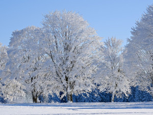 Vánoce budou na řadě míst bílé, na Štědrý den bude od středních poloh sněžit