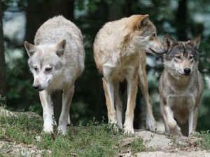 Zemědělci na jihu Čech loni získali milion korun jako náhrady za útoky vlků