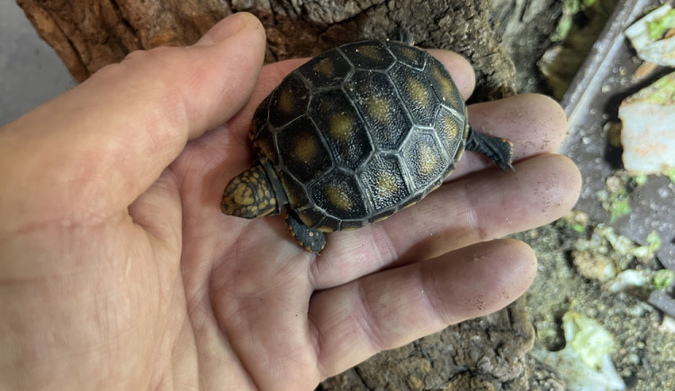 V brněnské zoo se letos vylíhla stá želva uhlířská. Druh pochází z jihoamerických savan