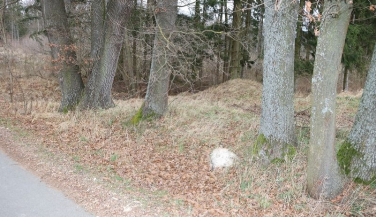 Muž nalezl na Prachaticku devět uhynulých koček, policie nařídila pitvu