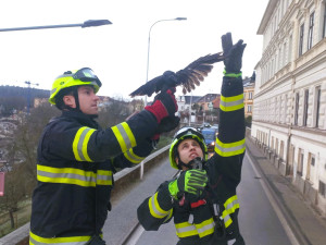 Kavka se v Táboře zamotala do nataženého vlasce a uvízla nad silnicí, vysvobodili ji hasiči