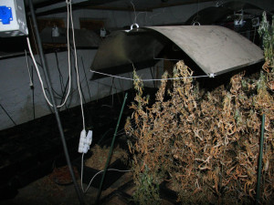 Žádný troškař. Muž měl u sebe šest kilogramů sušené marihuany, skladoval ji v lednici