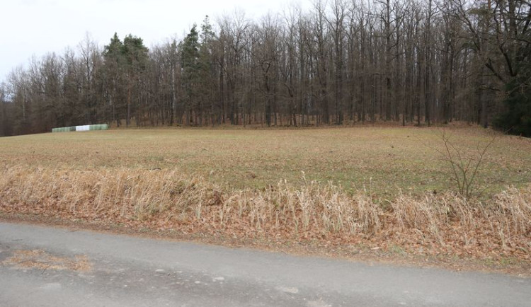 Nalezené kočky u Hrbova uhynuly kvůli virovému onemocnění, prokázala pitva