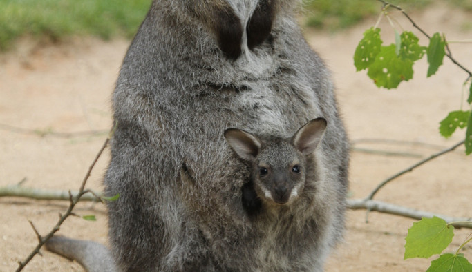 Jarní prázdniny v Zoo Hluboká nad Vltavou: Přijďte zažít kouzlo přírody a radost z mláďat