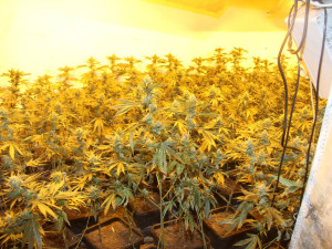 Jihočeští policisté odhalili tři pěstírny marihuany, zabavili v nich téměř 500 vzrostlých rostlin