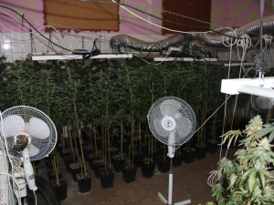 Jihočeští policisté odhalili tři pěstírny marihuany, zabavili v nich téměř 500 vzrostlých rostlin