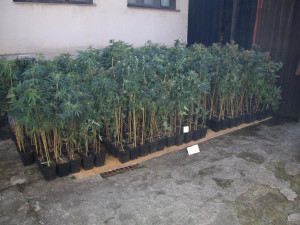 Jihočeští policisté odhalili tři pěstírny marihuany, zabavili v nich téměř 500 vzrostlých rostlin