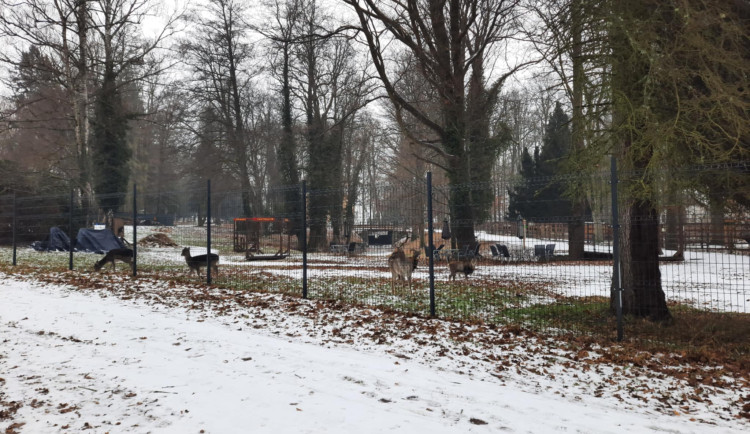 Utýraná zvířata v zámeckém parku: Dalo se tragédii předejít?