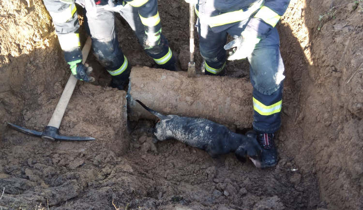 Jezevčík uvízl v potrubí. Hasičům se podařilo ho po 27 hodinách zachránit