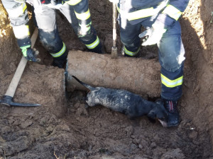 Jezevčík uvízl v potrubí. Hasičům se podařilo ho po 27 hodinách zachránit