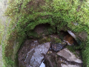 Jezevčík uvízl v potrubí. Hasičům se podařilo ho po 27 hodinách zachránit