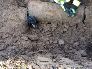 Jezevčík uvízl v potrubí. Hasičům se podařilo ho po 27 hodinách zachránit