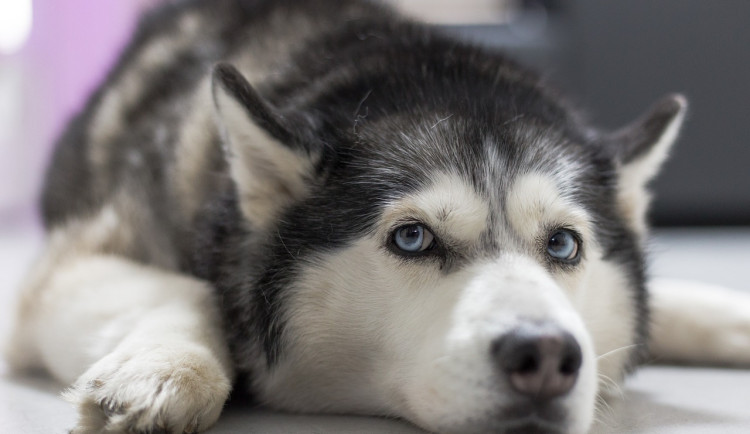 Veterináři loni evidovali více podnětů na týrání zvířat, třetina oprávněná