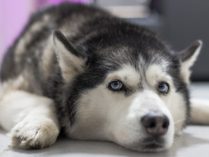 Veterináři loni evidovali více podnětů na týrání zvířat, třetina oprávněná