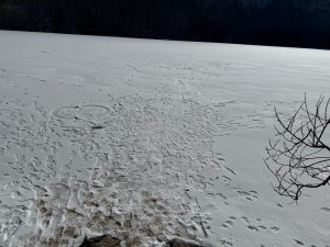 Návštěvníci Šumavy masivně vstupují na plochu zamrzlých jezer. Porušují tak zákon a riskují tučnou pokutu