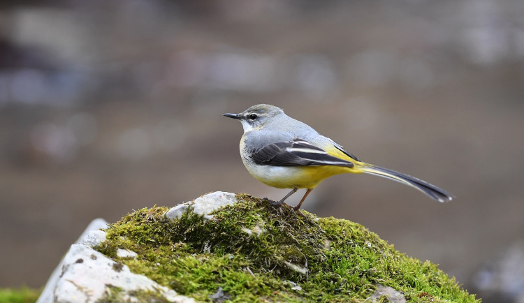 Konipas horský, Pták roku 2025