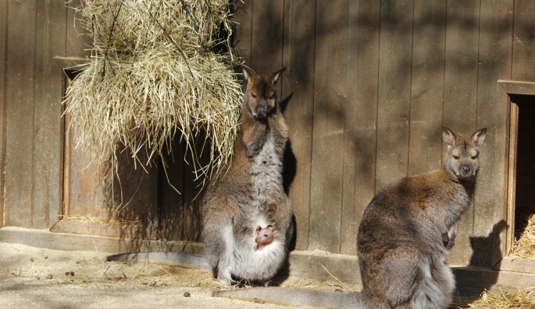 Nový život v Zoo Hluboká nad Vltavou: Přijďte obdivovat nejen mláďata